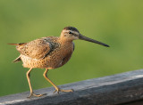 Short-billed Dowitcher (Pacific)