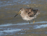 Short-billed Dowitcher (Pacific)