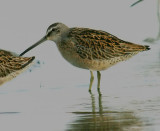 Short-billed Dowitcher (Prairie)