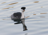 Clarks Grebe