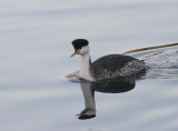 Clarks Grebe