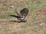 Bells Sparrow (Bells)