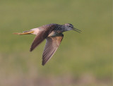 Lesser Yellowlegs