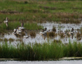 Lesser Yellowlegs and Pectoral Sandpiper