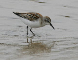 Western Sandpiper