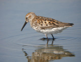 Western Sandpiper