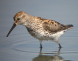 Western Sandpiper