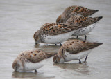 Western Sandpiper