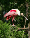 Roseate Spoonbill - HJ2K5038