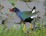 Purple Gallinule - HJ2K6433