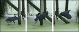 Little Blue Heron crashing and recovering