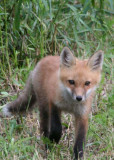 Fox 200629.jpg