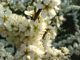08-05-06 blossom