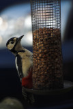 31-03-07 woodpecker