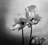 Radiance