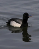 Scaup 1
