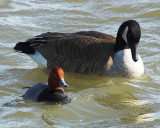 Redhead & Goose