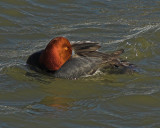 Redhead 2