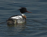 Red-breasted Merganser