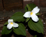 backyard trillium