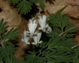 squirrel-corn