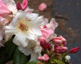 rhododendren 4