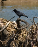 crow