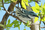 Cerulean Warbler