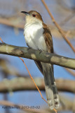 Black-billed Cuckoo