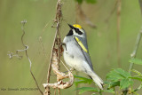 Golden-winged Warbler