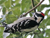 Downy Woodpecker, male   10-29-2006