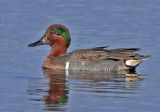Teal, Green-winged
