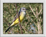 Western Kingbird.