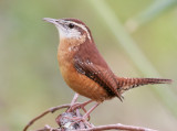  Wren,Carolina