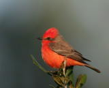 Vermilion Flycatcher