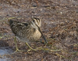 Common Snipe,12-24-2006 ,Merritt Island