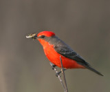 Vermilion Flycatcher,01-13-2007