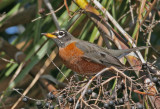 Robin, American