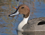 Pintail Duck