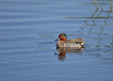  Teal, Green-winged