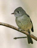 Hammonds Flycatcher