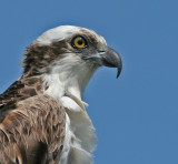 Osprey,Merritt Island