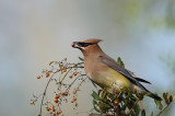  Waxwing,Cedar