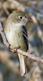  Flycatcher,Least