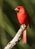  Northern Cardinal