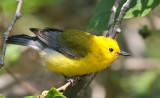 Prothonotary Warbler