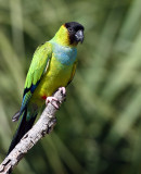 Parakeet, Black-Hooded