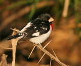 Rose-breasted Grosbeak