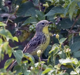 Kirtlands Warbler