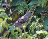 Kirtlands Warbler, May 2007